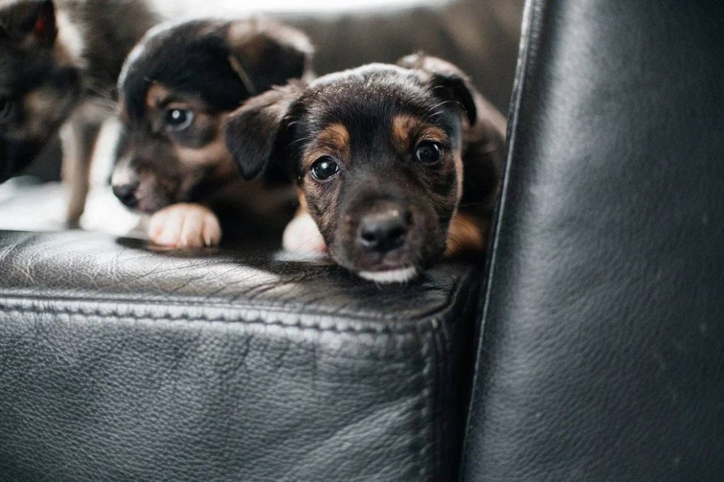 Фото 34 — Москва провела масштабную акцию по заботе о бездомных животных