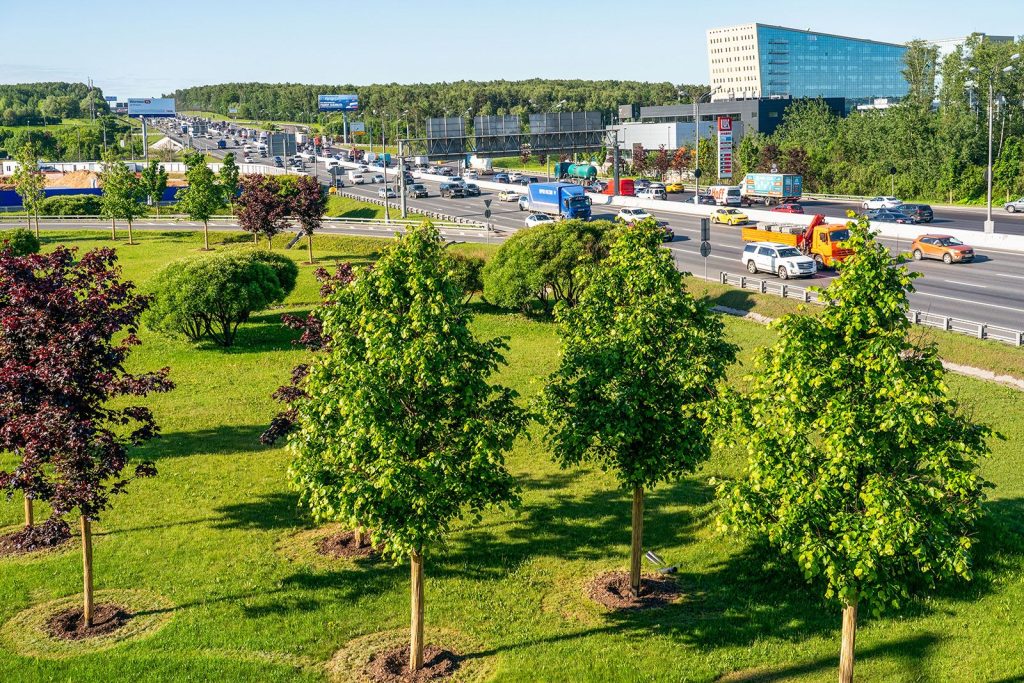 Фото 167 — Москва запустила программу по озеленению города