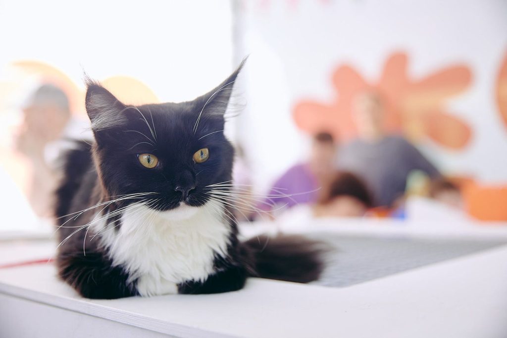 Фото 119 — Москва провела масштабную акцию по заботе о бездомных животных