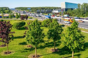 Москва запустила программу по озеленению города