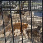 Московский Зоопарк: мир животных